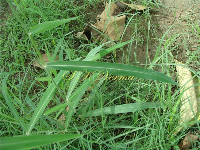  Leaves